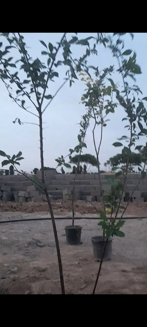 ۵۰۰متر زمین چهاردیواری شده در سعدابادورامین