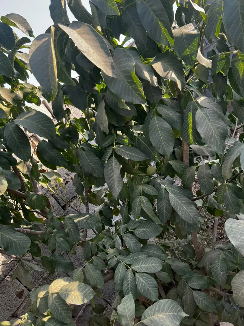 باغ روستای بابا محمد