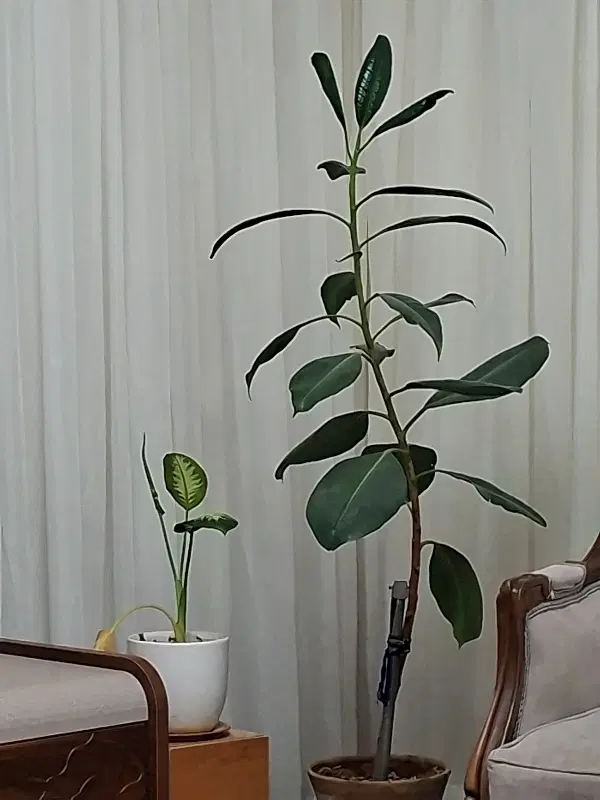 اجاره