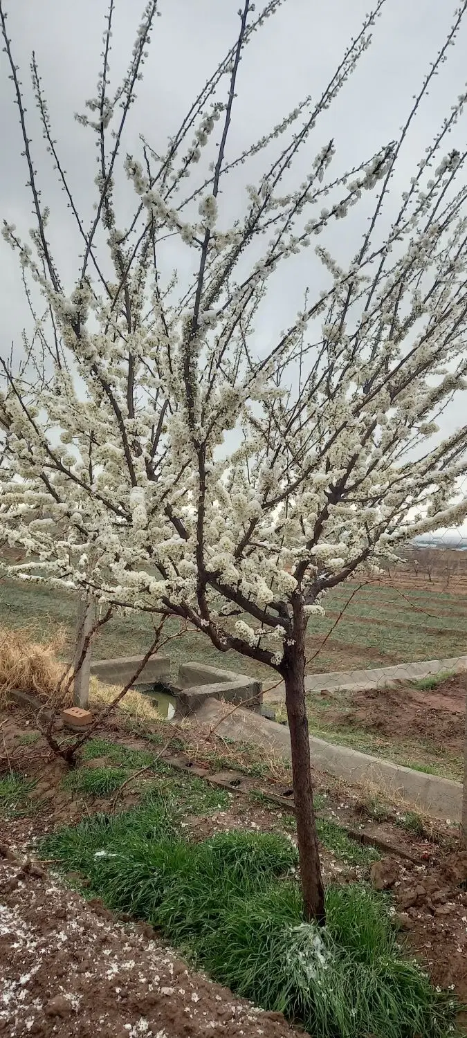 باغ روستای دشت با آب ملکی
