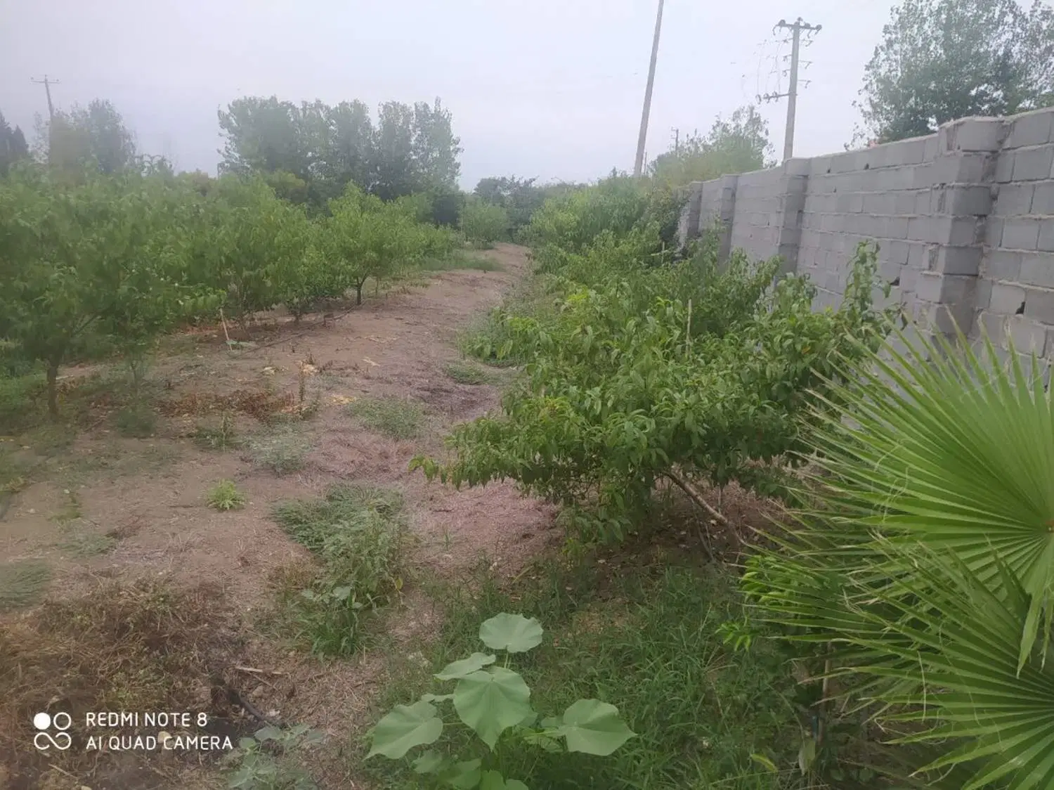 خونه باغ با مساحت 2000 متر مربع