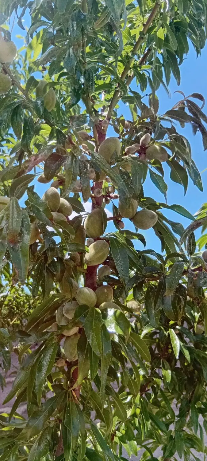 باغ و باغچه همه چی تکمیل همراه با آب . برق