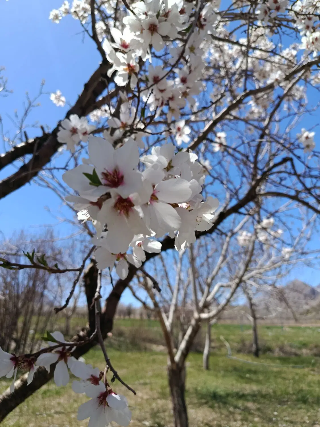 فروش و معاوضه باغ