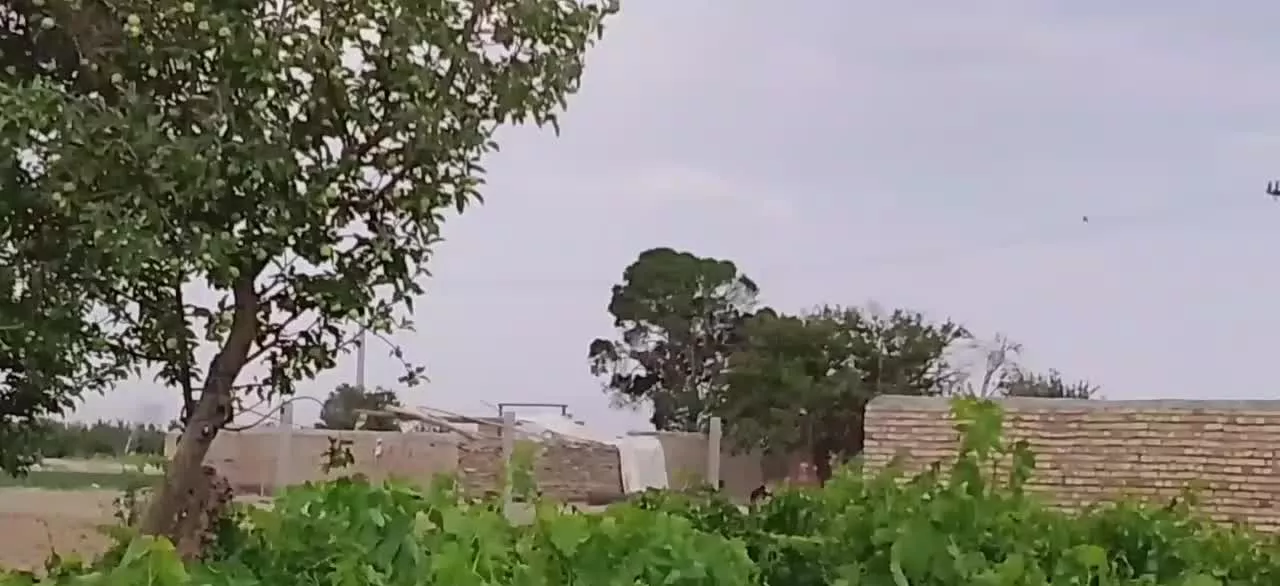 باغ انگور