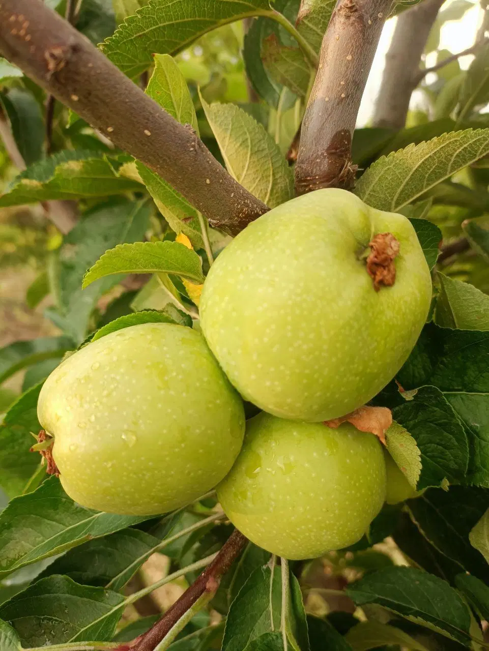 باغچه ۵۵۰ متری رباط کریم
