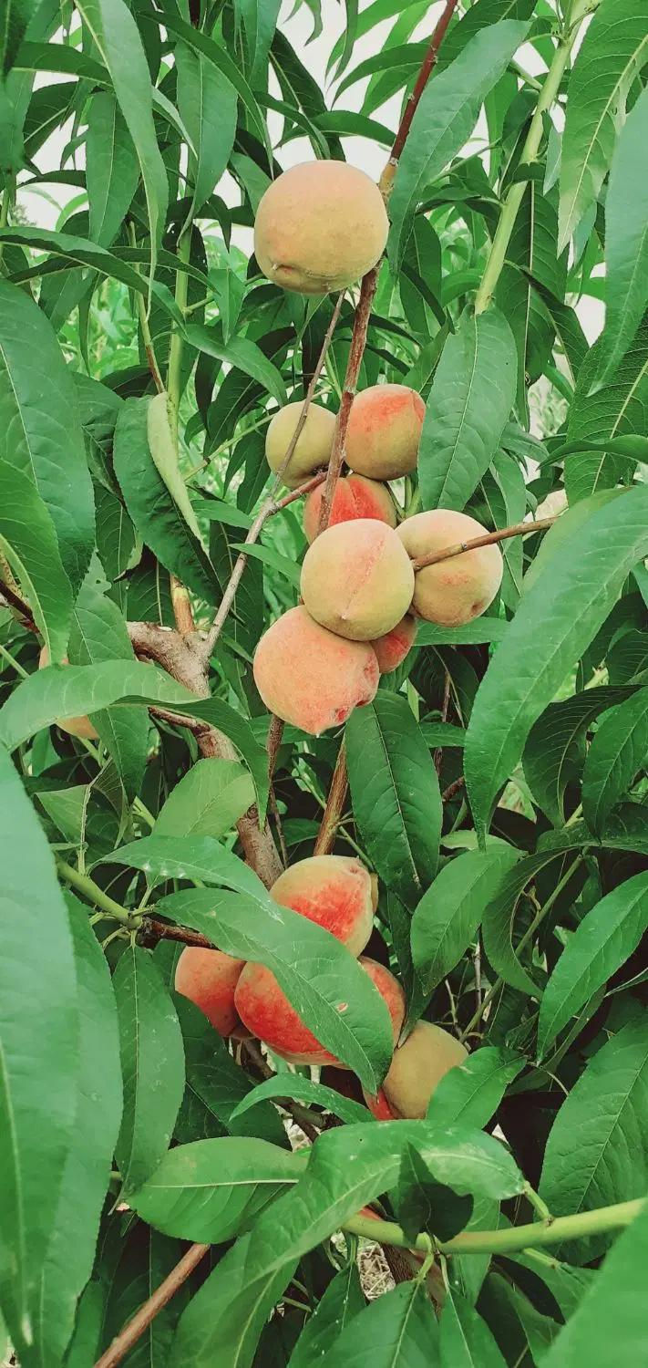 فروش باغ خیابان مسکن مهر جلین طبیعت ۱
