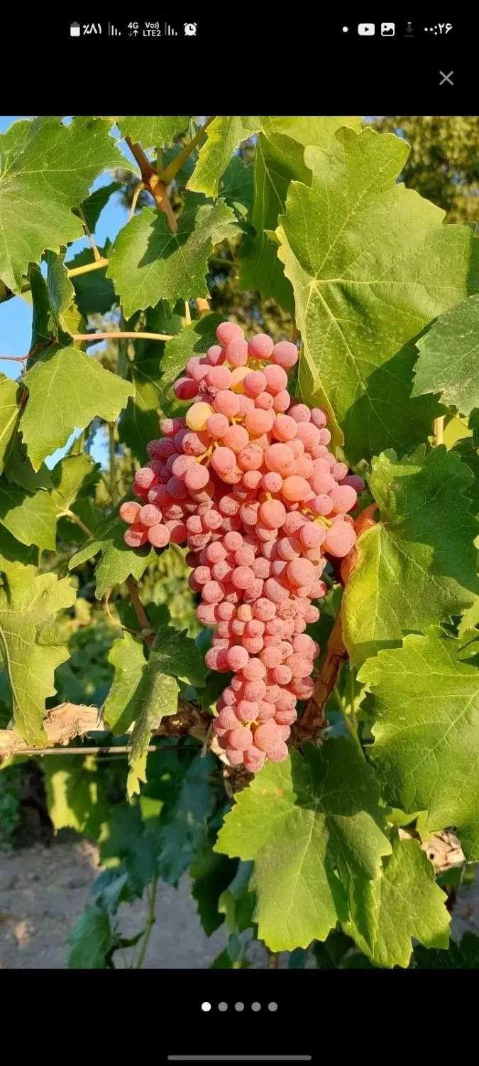 فروش خانه باغ بسیار بسیار بکر و عالی بهشتی