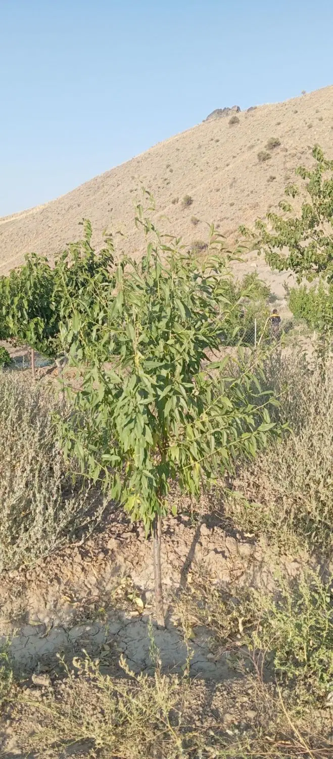 زمین کشاورزی همراه با خانه
