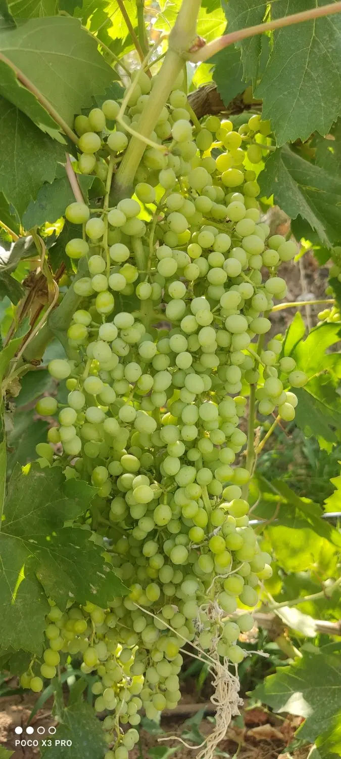 باغ انگور الماس سبز ۹۰۰ متر سند تک‌برگ نزدیک شهر