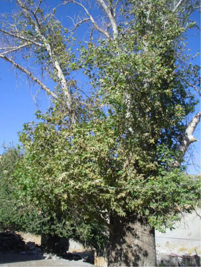 خانه ویلایی ۸۰۰ متری کارگاهی در کمال شهر کرج