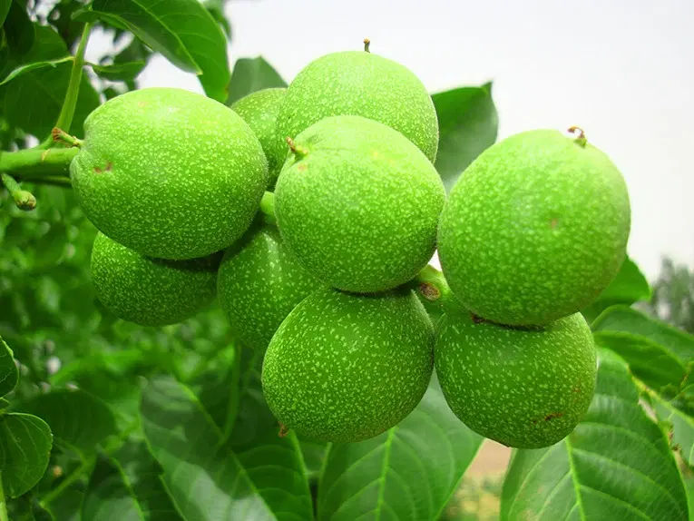 باغ گردویی