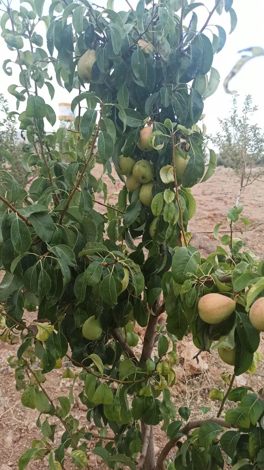 فروش باغشهر