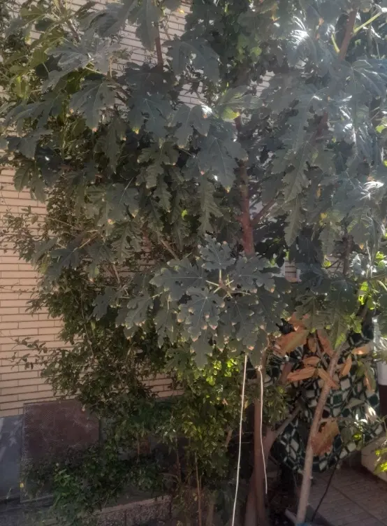 فروش خانه کلنگی ویلایی