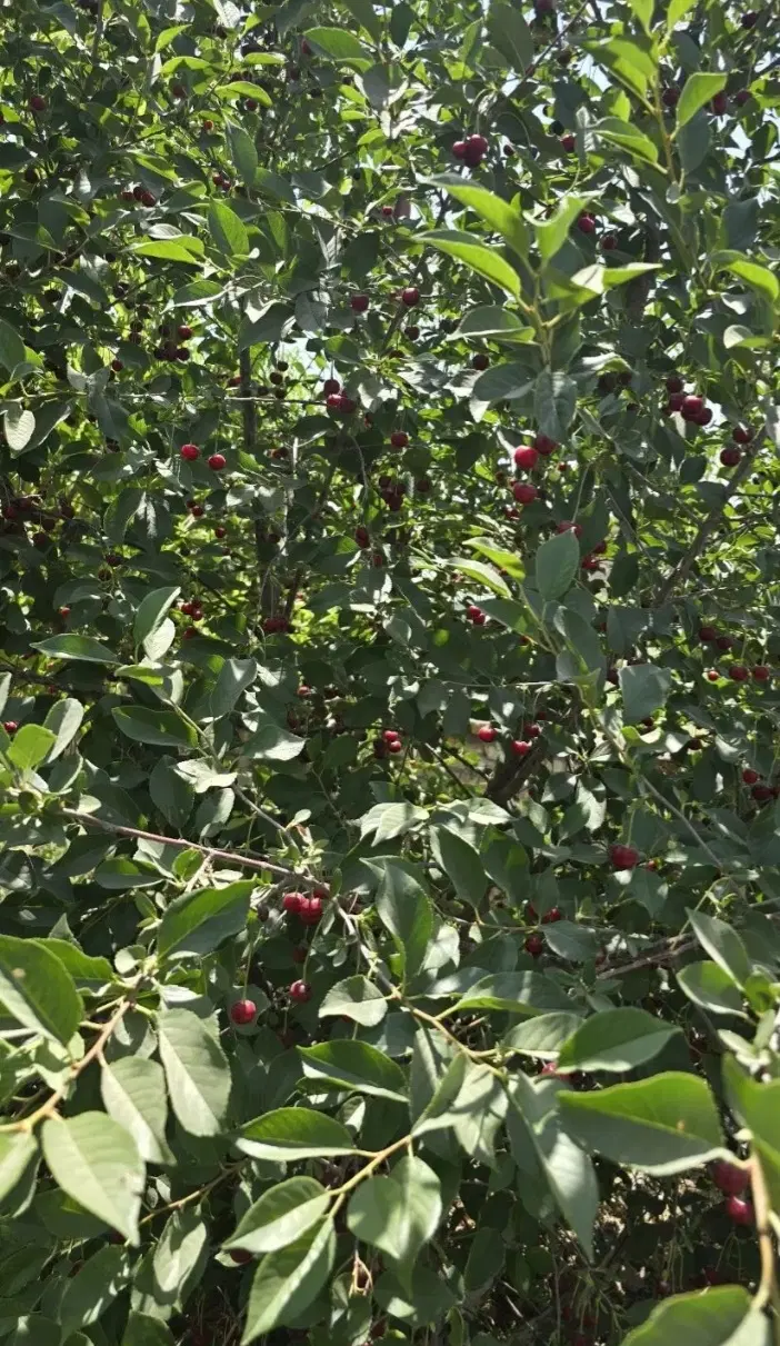 باغ گاوخانه خیابان باب الحوایج فرعی اول کوچه اول
