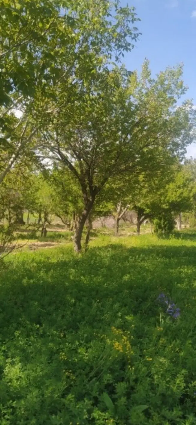 باغ ۱۷۰۰ متری