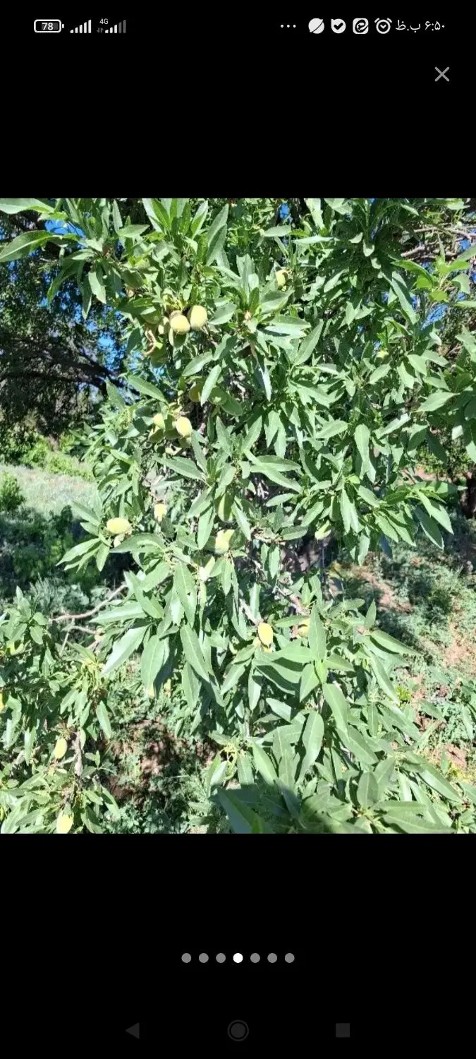 موقعیت عالی برای سرمایه گذاری و تفریح،زمین ،باغ