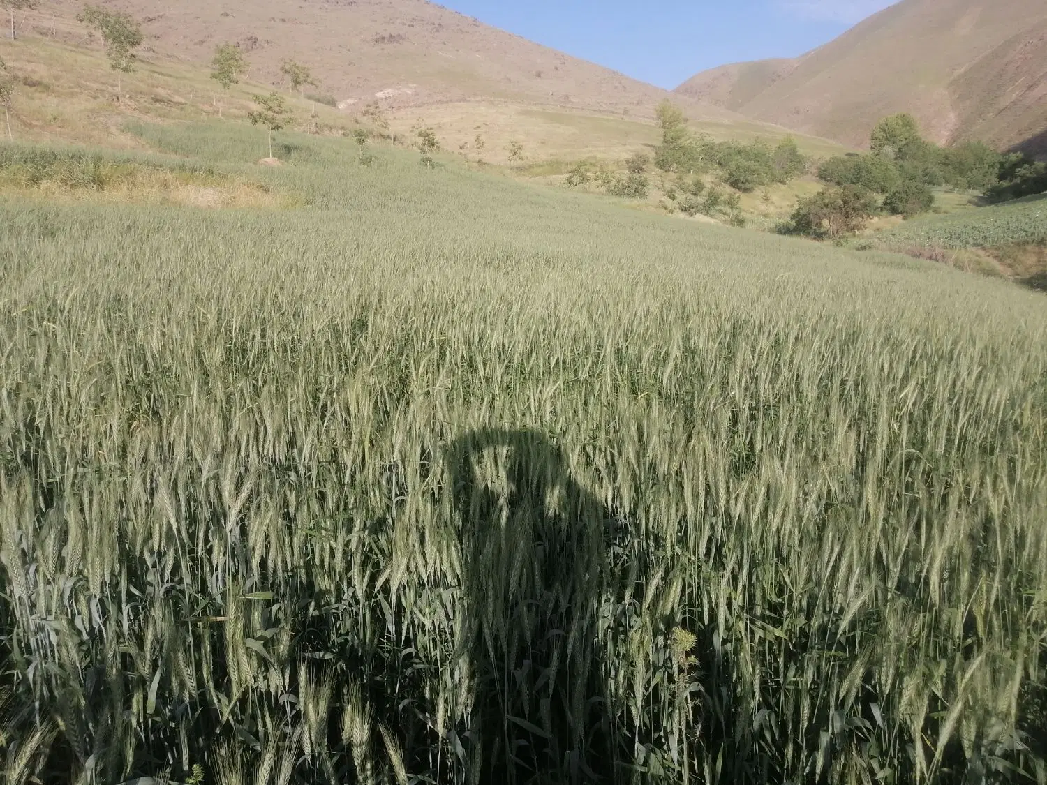 زمین کشاورزی وباغ
