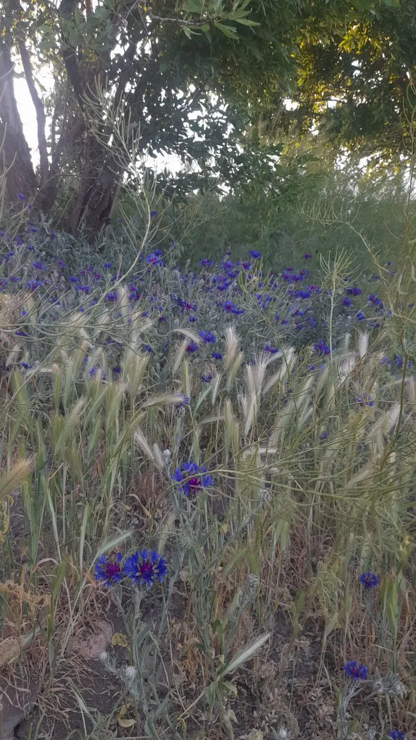 زمین فروشی