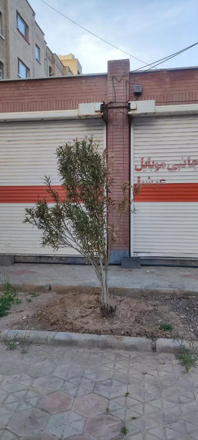 مغازه