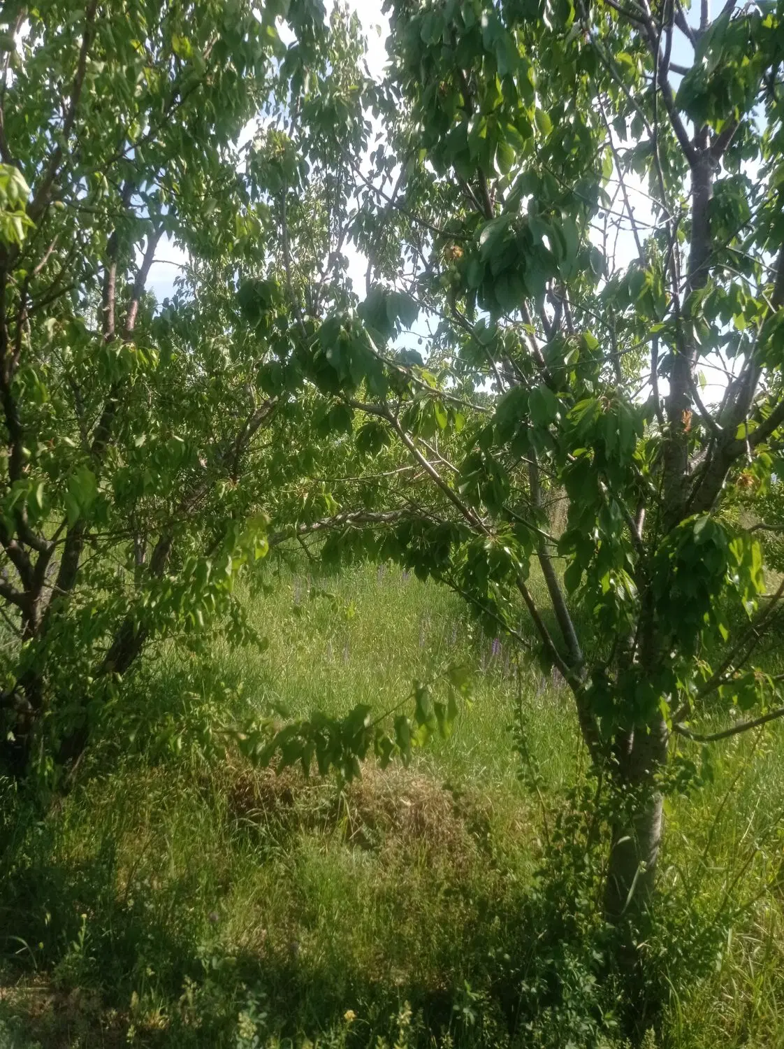 باغ در روستای مرند ابرغان
