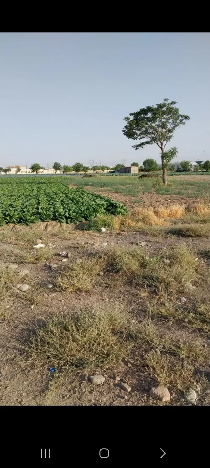 زمین زراعی سنددار