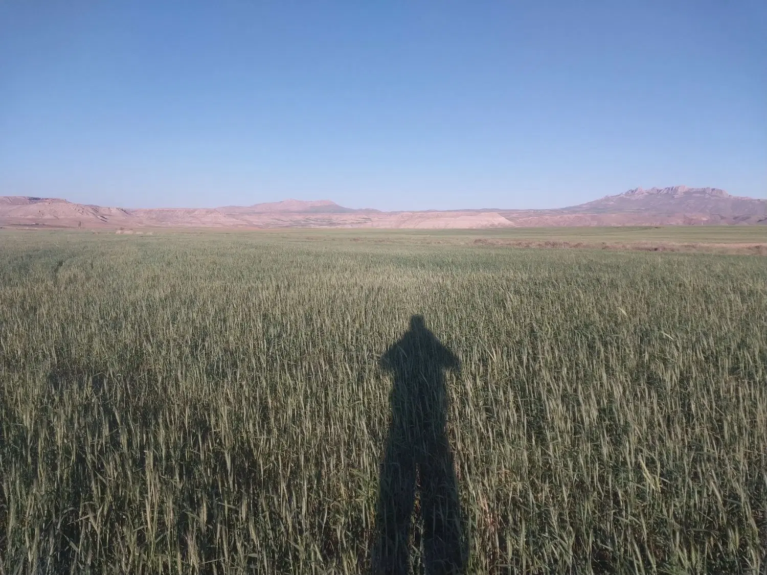 زمین زراعی درروستای ماقوت