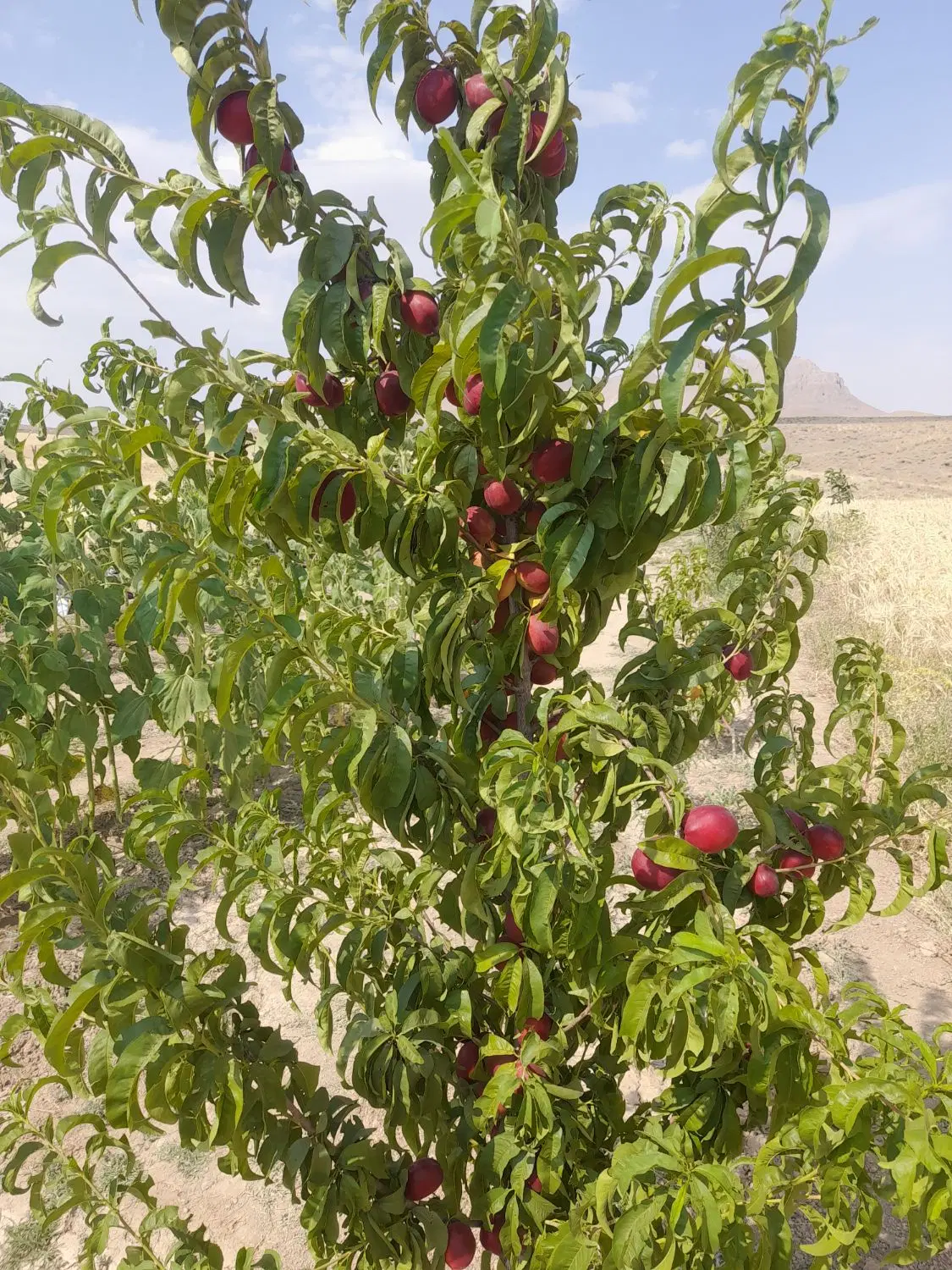 باغ فروشی