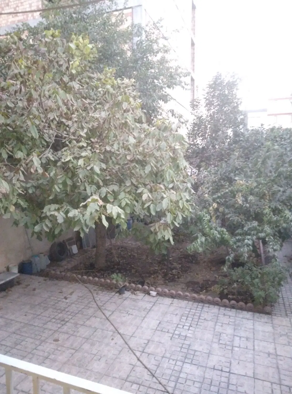همخونه