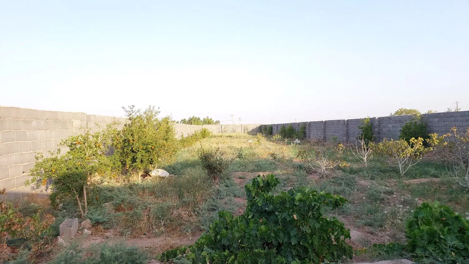 فروش زمین مزروعی