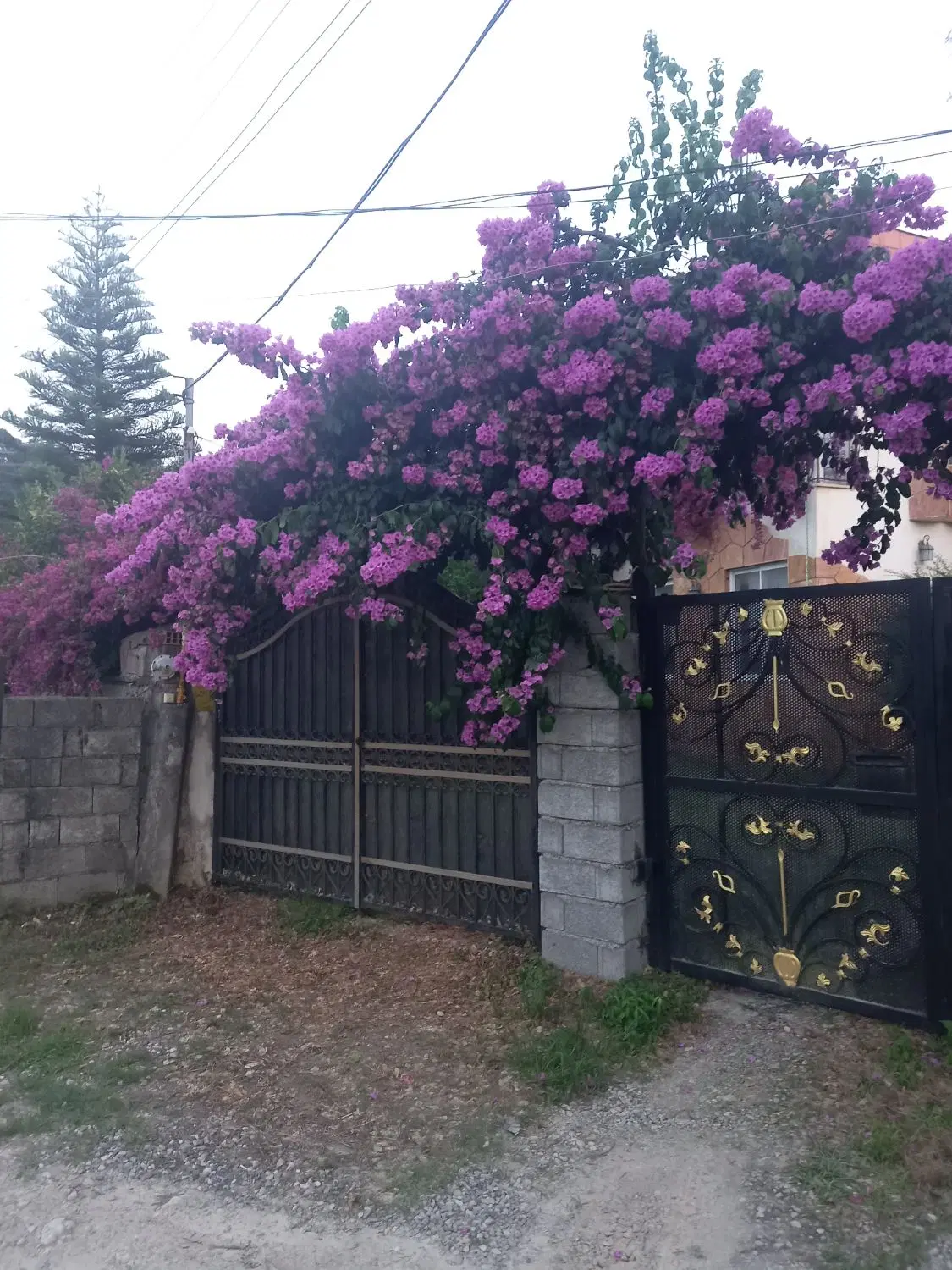ملک فروش