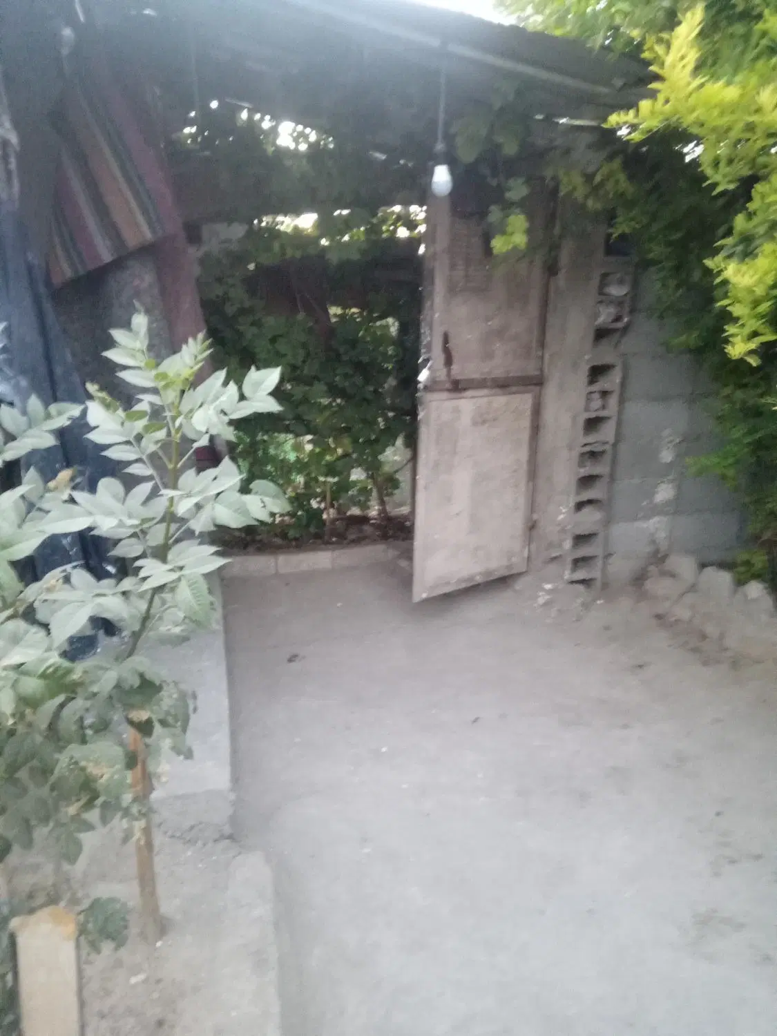 باغچه حدوده ۲۵۰متر
