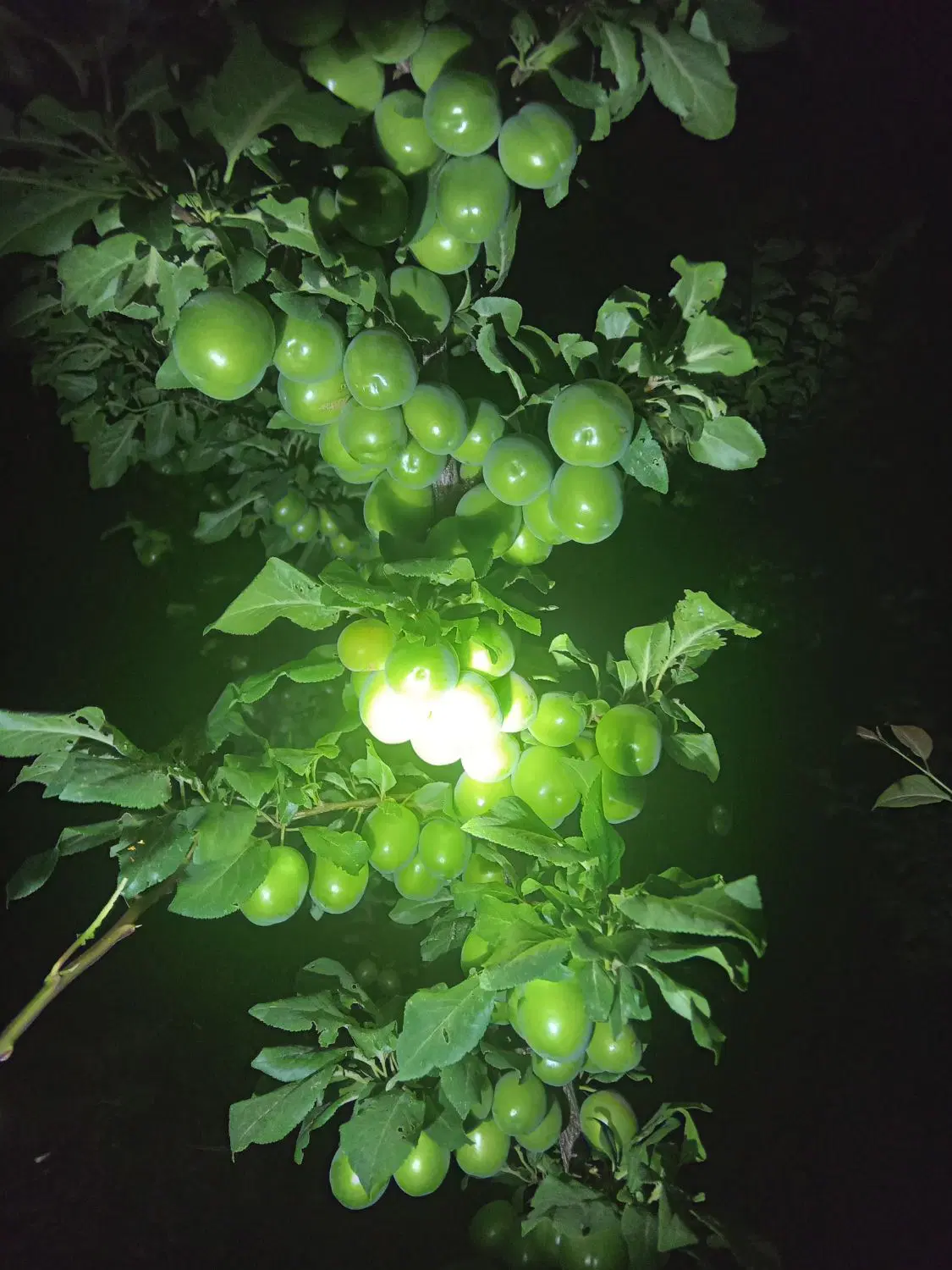 زمین باغی