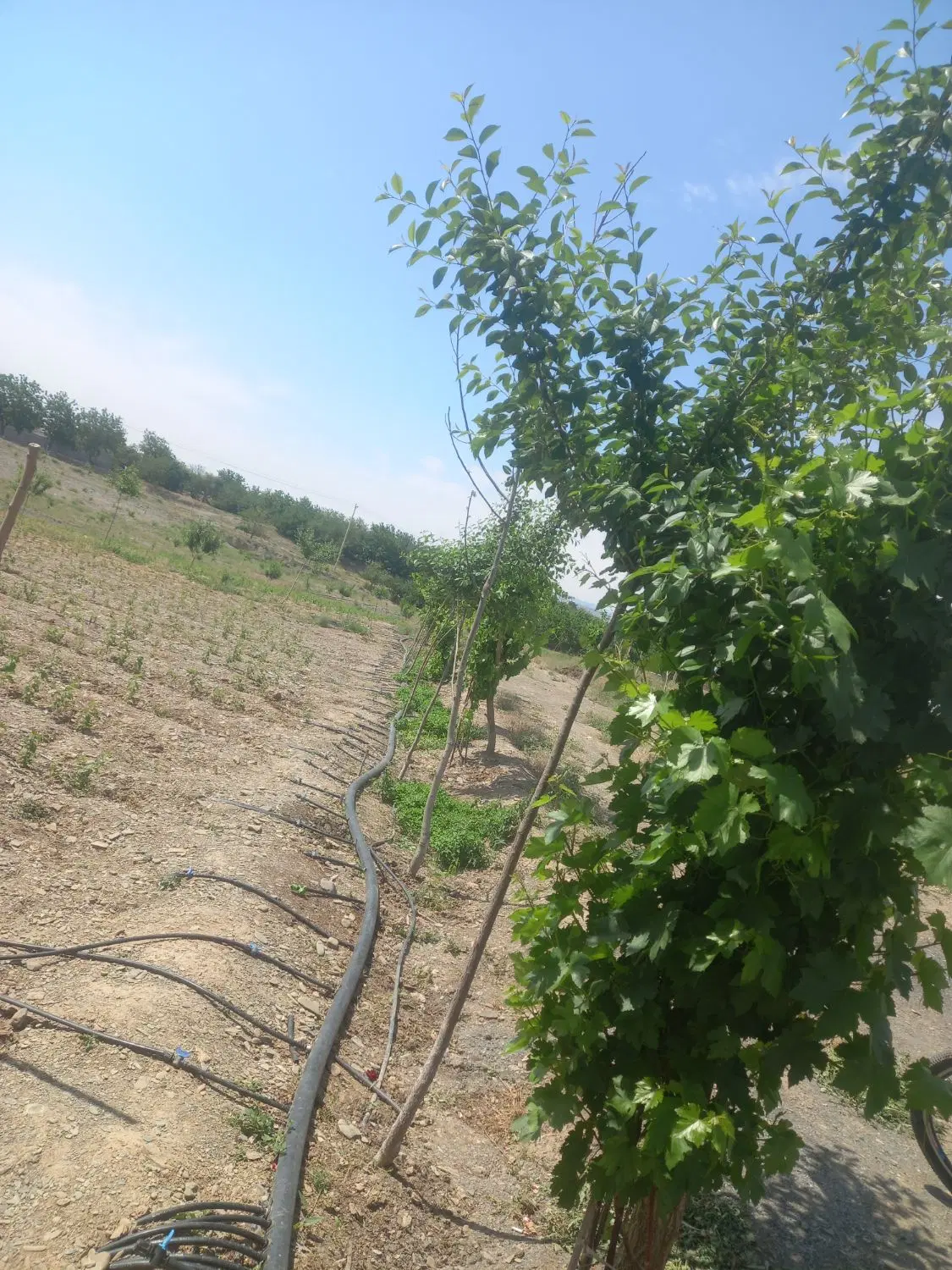 زمین ملکی