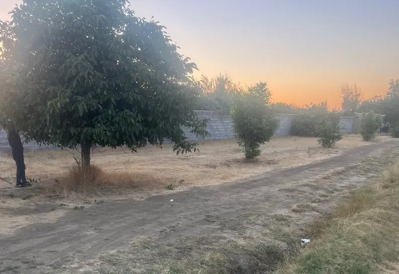 زمین باغی کنجینه