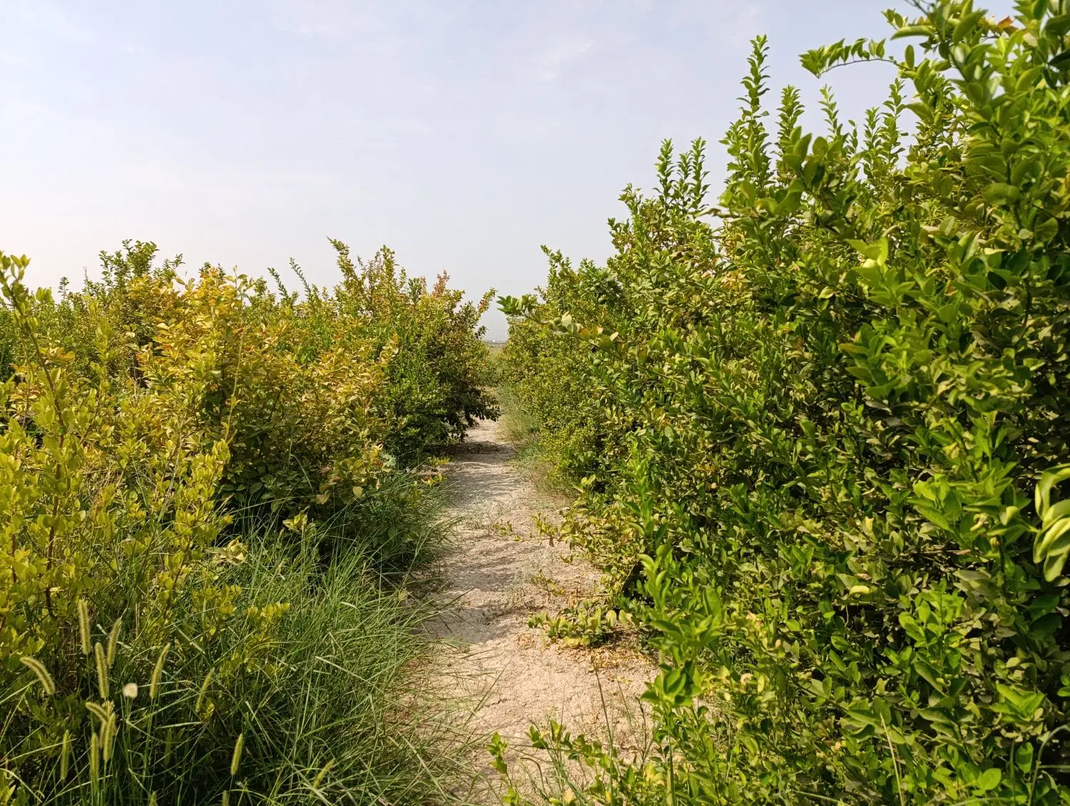 باغ  منصوریه روبروی کوچه باغ