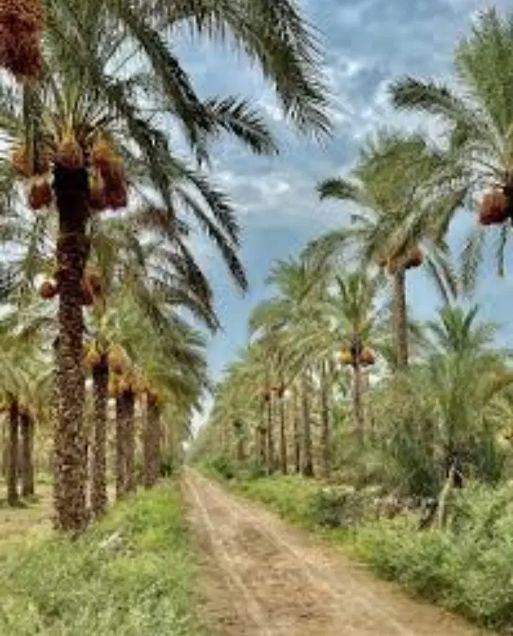 اجاره زمین کشاورزی