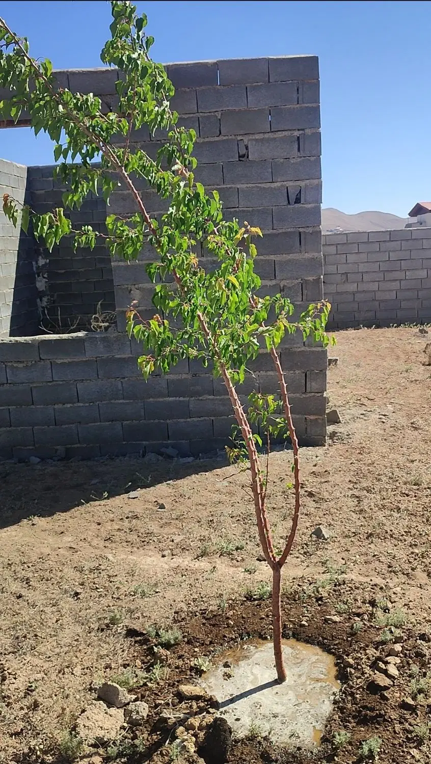 زمین دماوند جابان