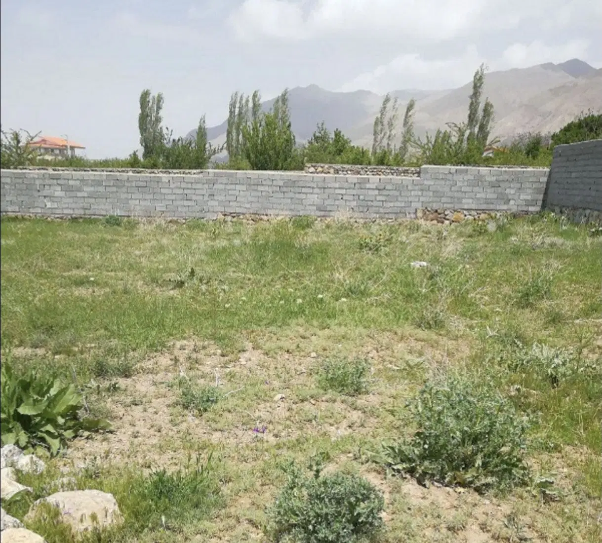 فروش ۶قصب تک برگ کوچه ی موسوی پور