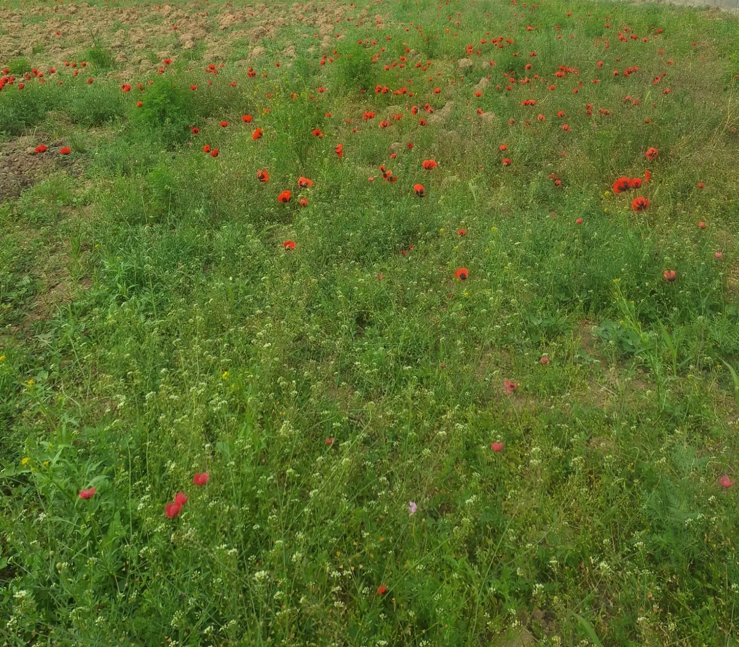 اجاره زمین