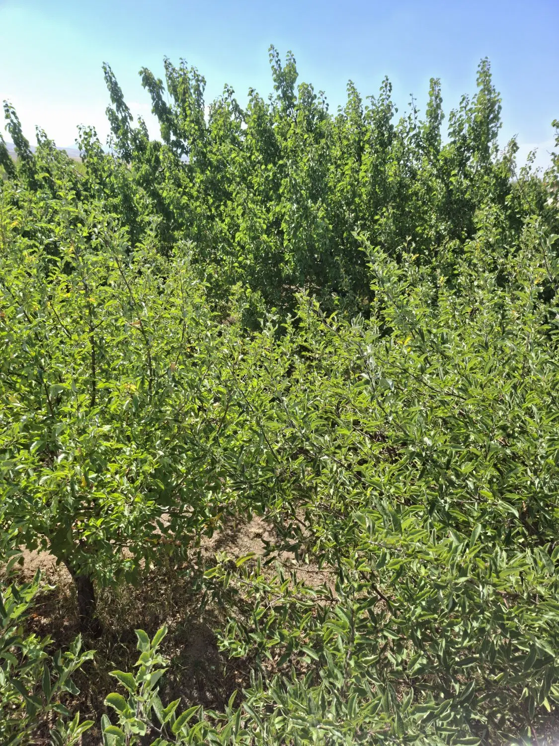 باغ ویلایی رویایی