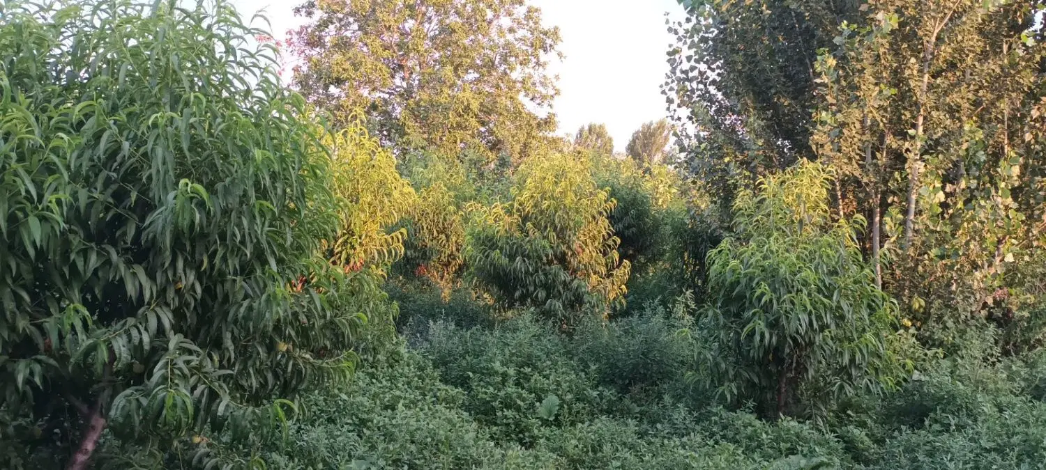 زمین با امتیازات کامل در روستای بارزیل