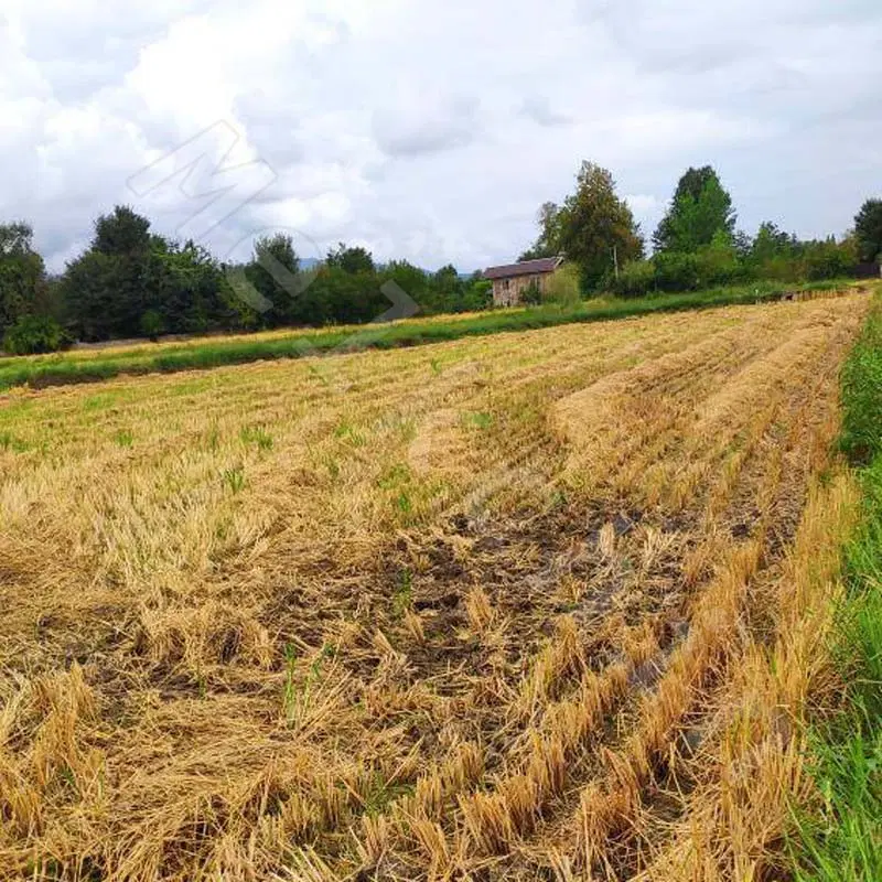 زمین مزروعی سند دار