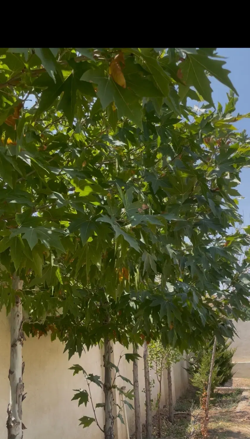 فروش باغ ۱۰۰۰ متری دوکوهک