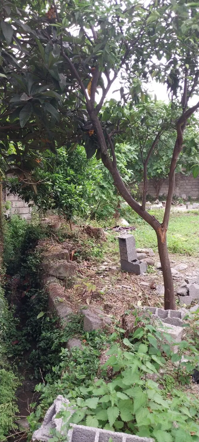 زمین مسکونی در رامسر