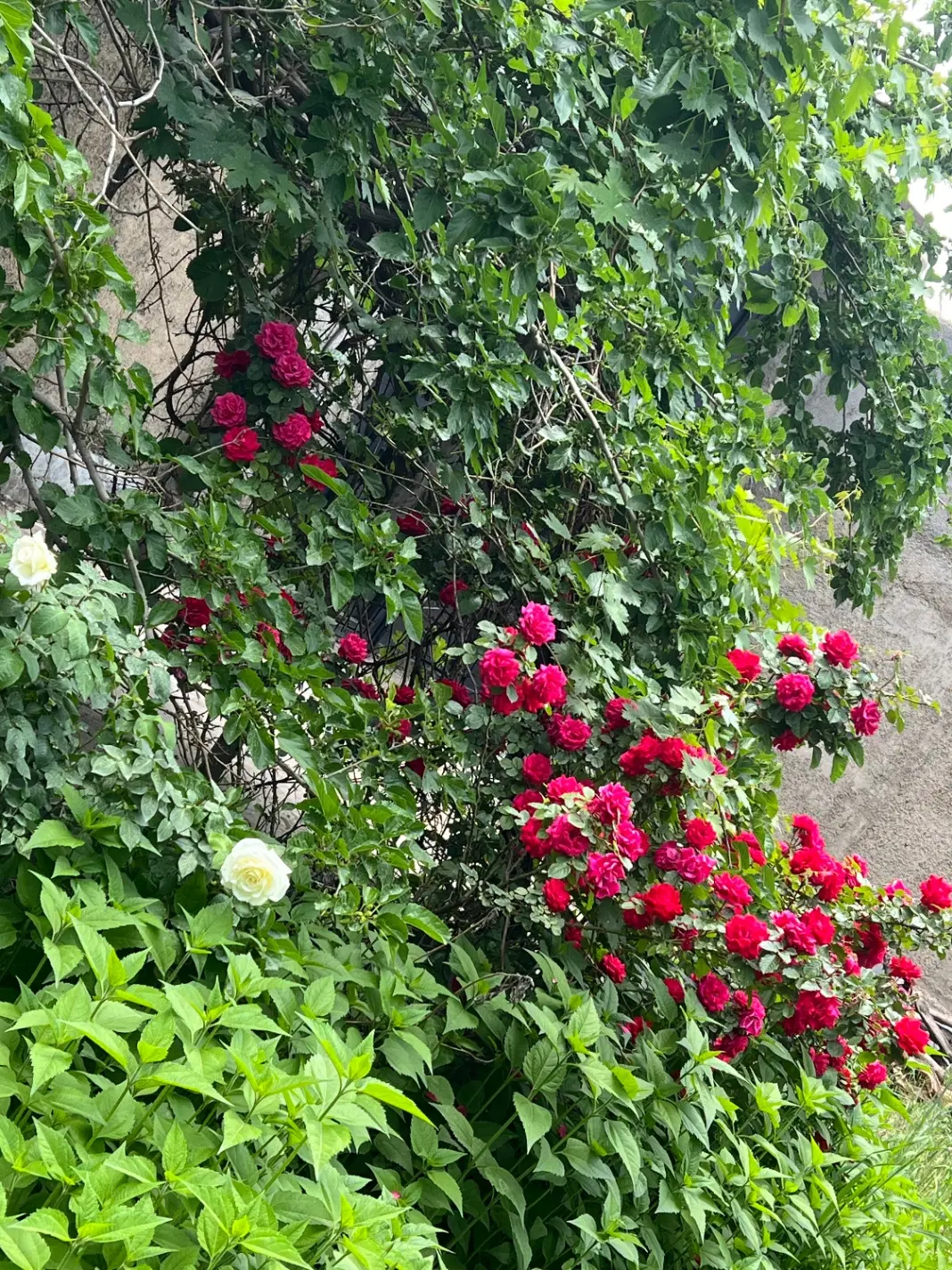 سوله صنعتی نوساز