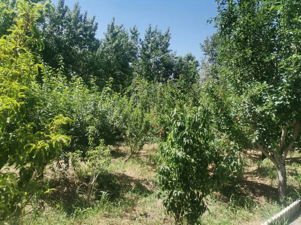 ۳۳۴۰ متر مربع باغ دارای سند رسمی