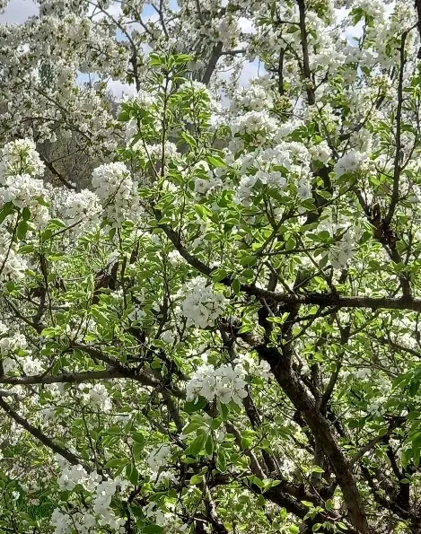 باغ زیبا
