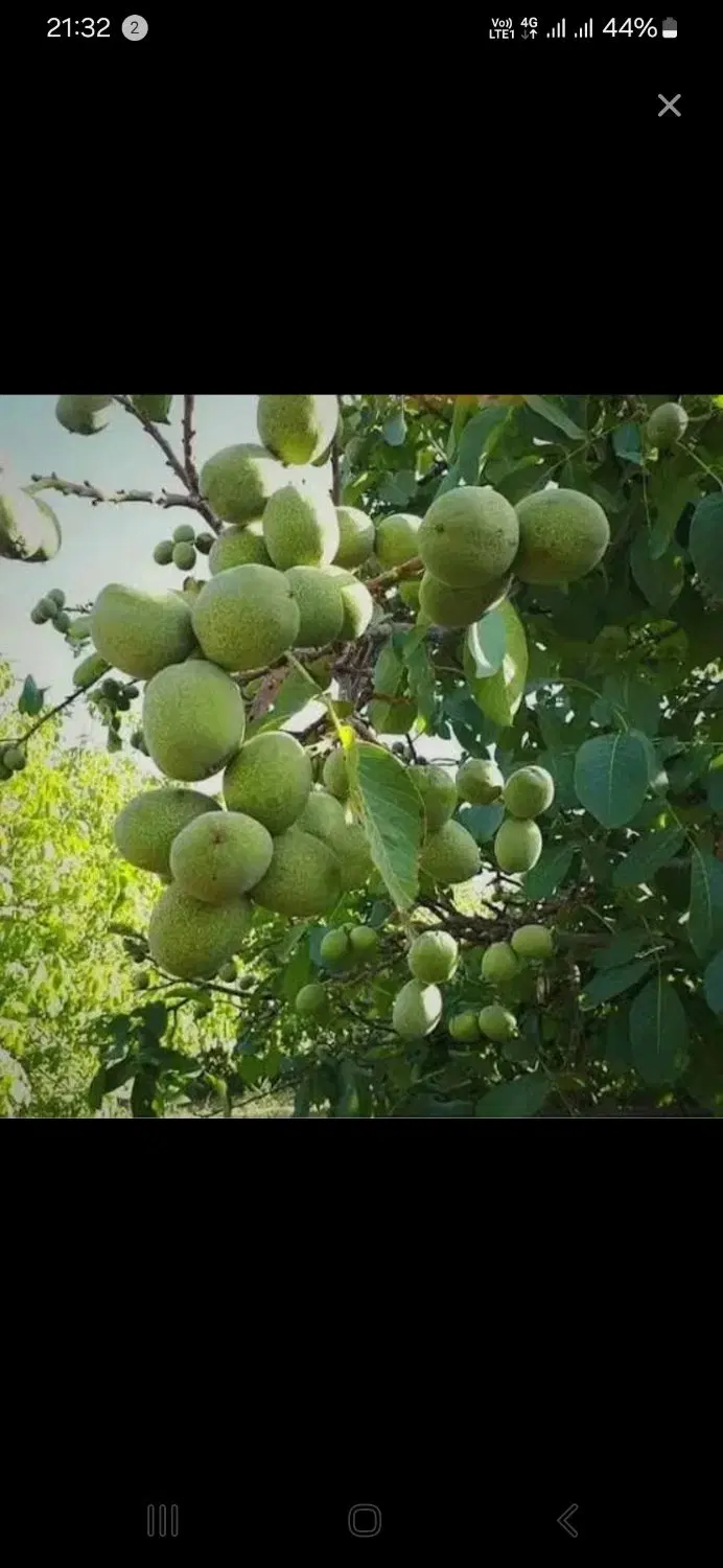 ۴ هکتار باغ گردو با چاه مجوز‌دار