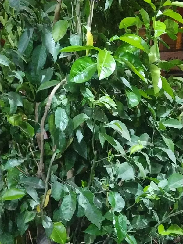 خونه همفک اخوم