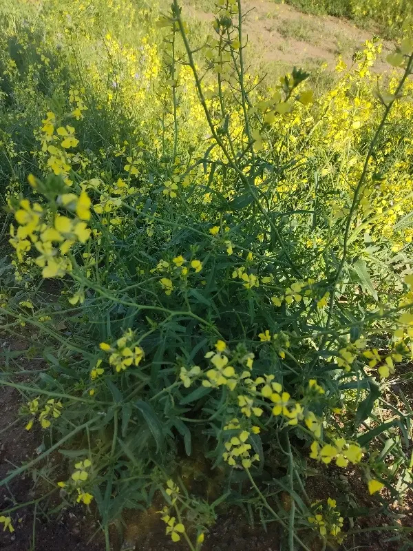 مرغ محلی